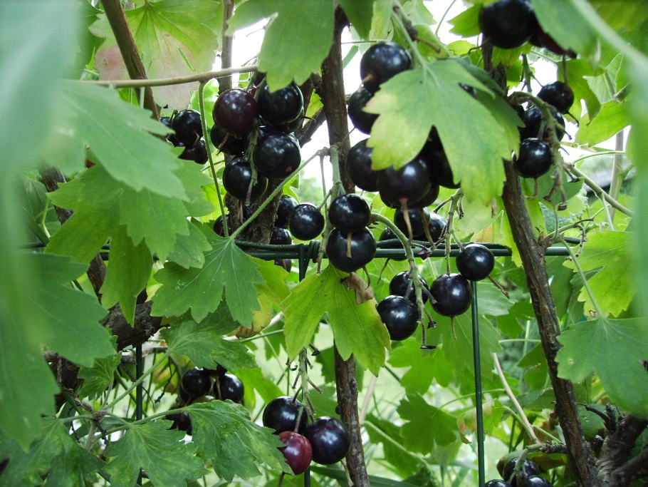 Смородина душистая ribes odoratum