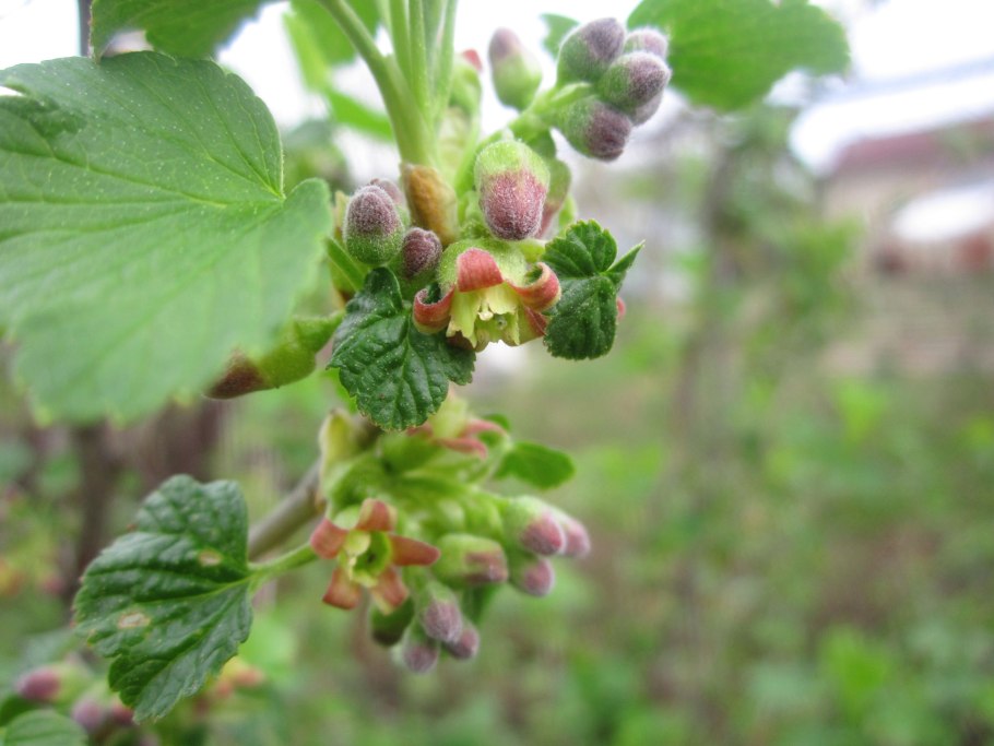 Смородина черная сорт Бинар