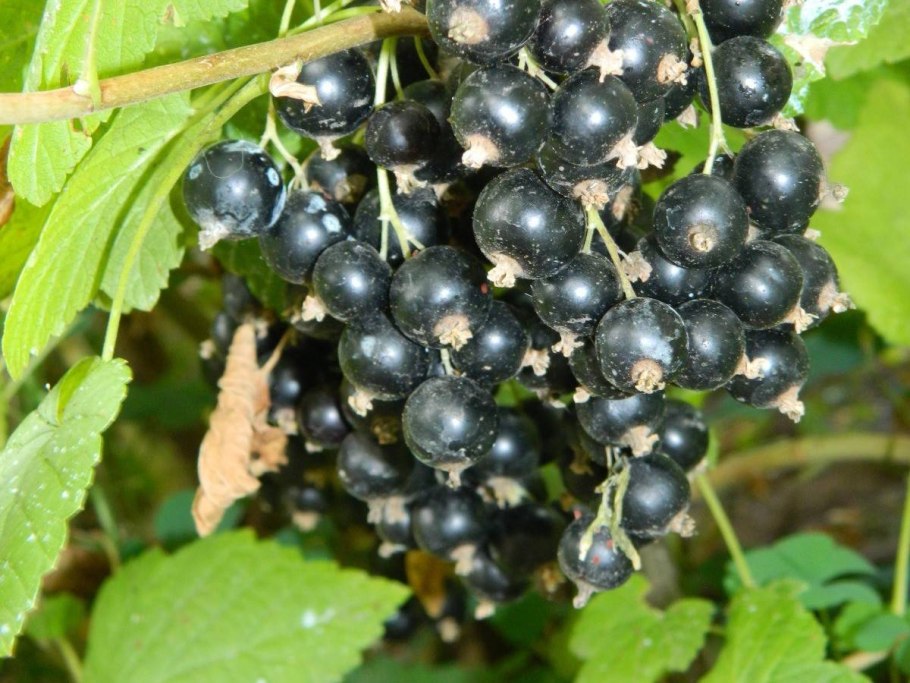 Смородина черная – ribes nigrum