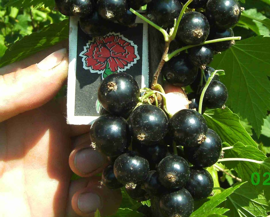 Смородина маньчжурская