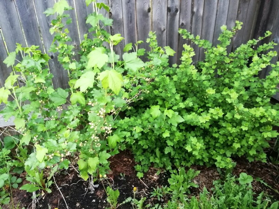 Черноплодная смородина