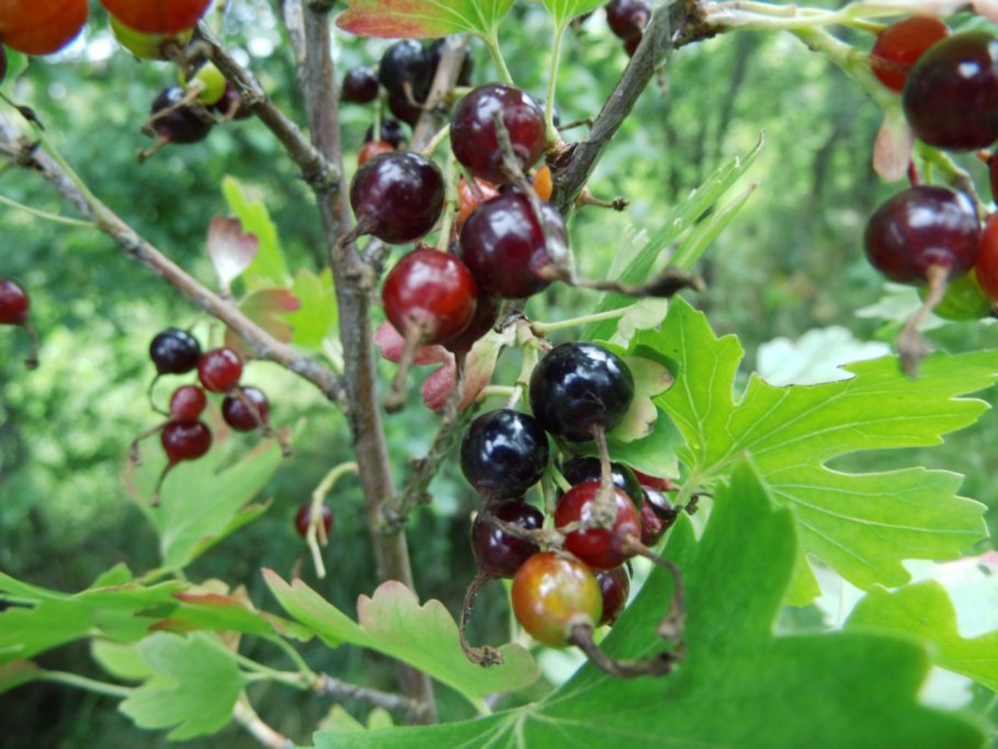 Сибирская смородина