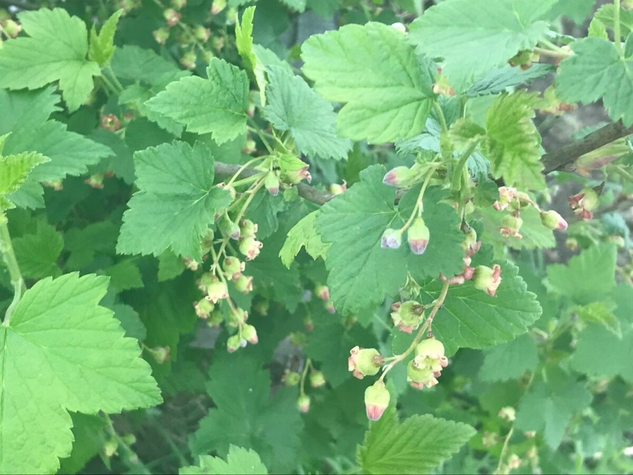 Смородина пахучая