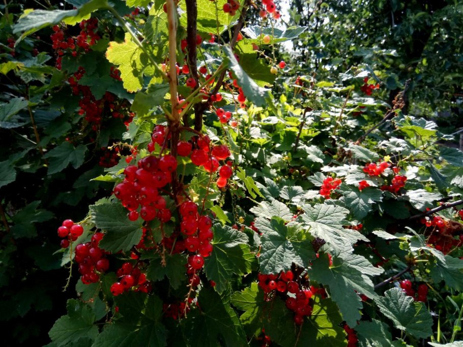 Смородина черная Черешнева