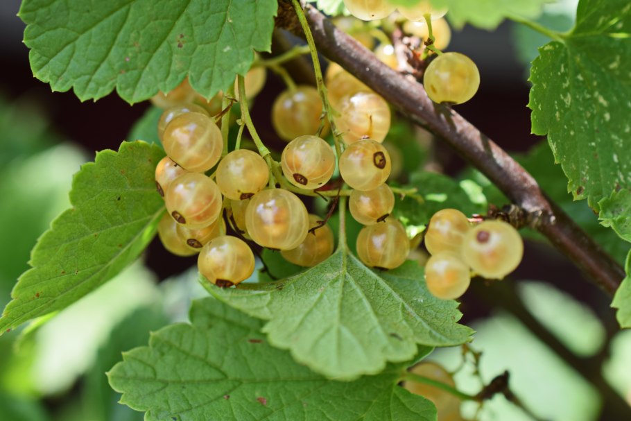 Смородина черная – ribes nigrum