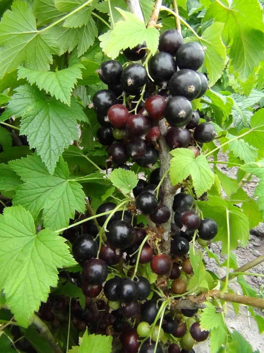 Семена черной смородины