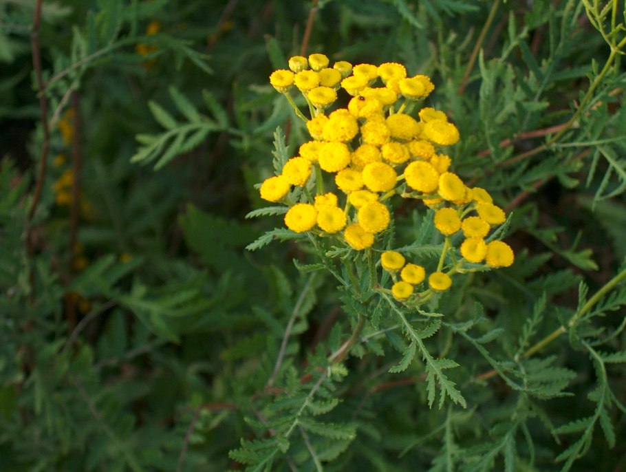 Tanacetum annuum