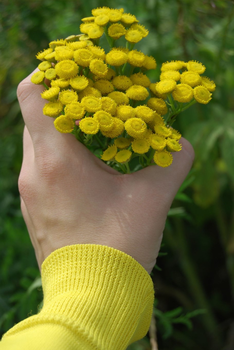 Обои на рабочий стол 4к поле утром пижма и Полынь