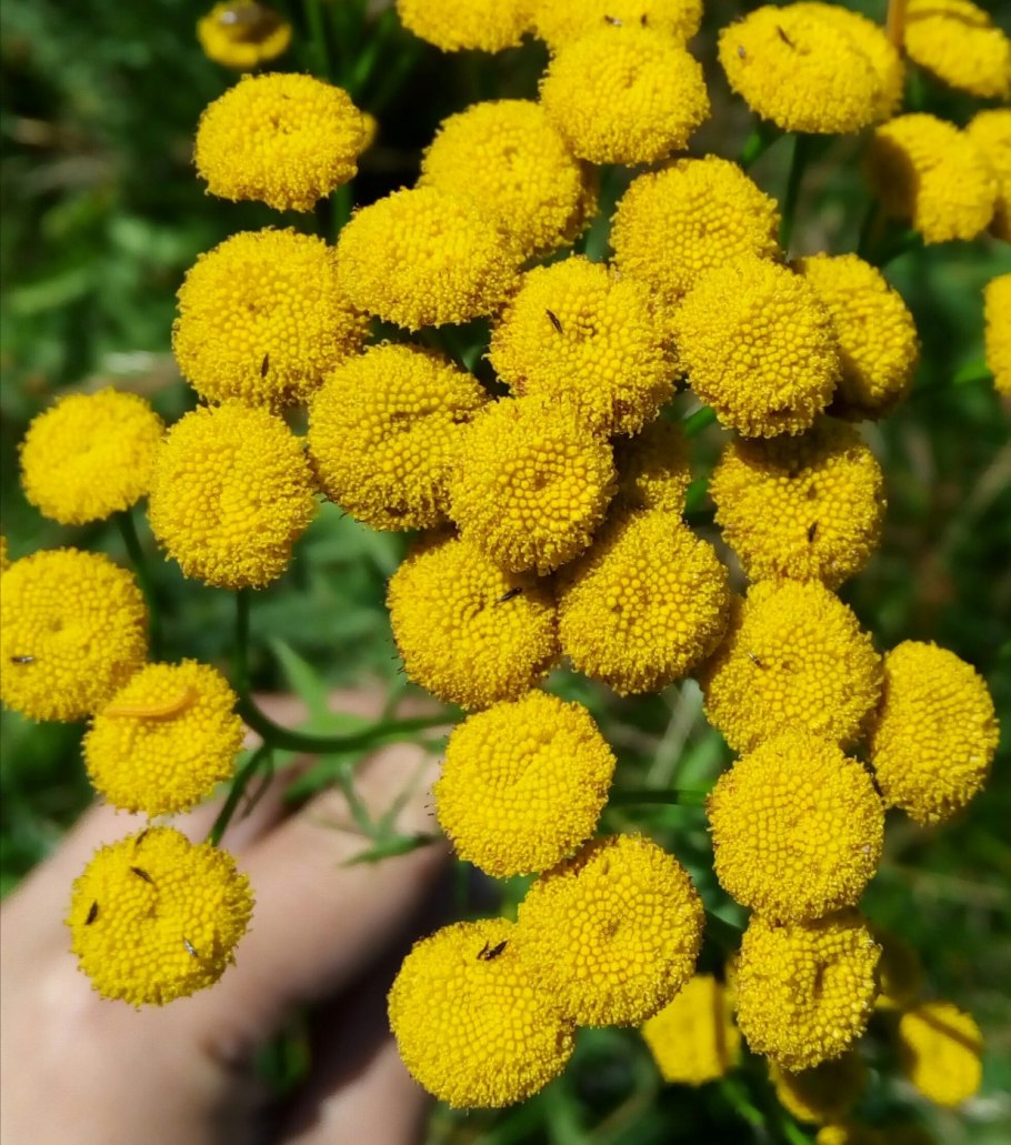 Tanacetum пижма