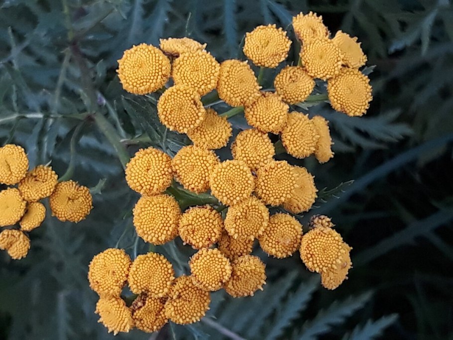 Растение пижма