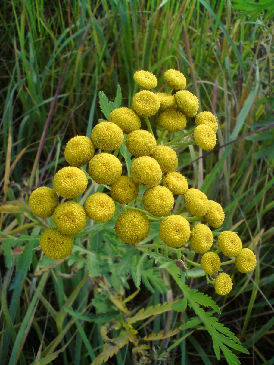 Пижма сибирская