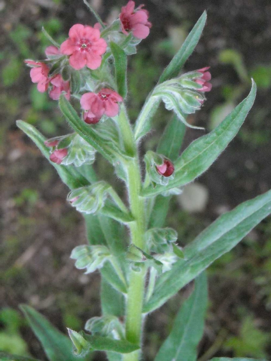 Чернокорень обыкновенный