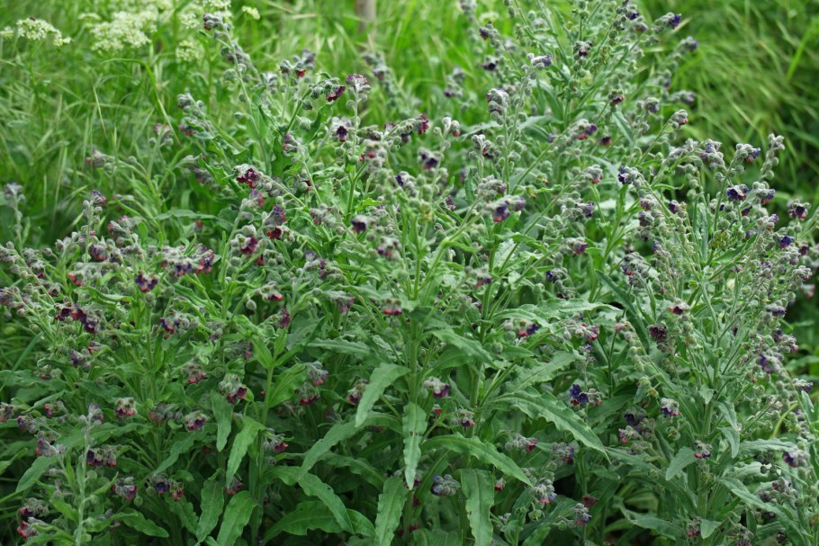 Чернокорень Крысогон