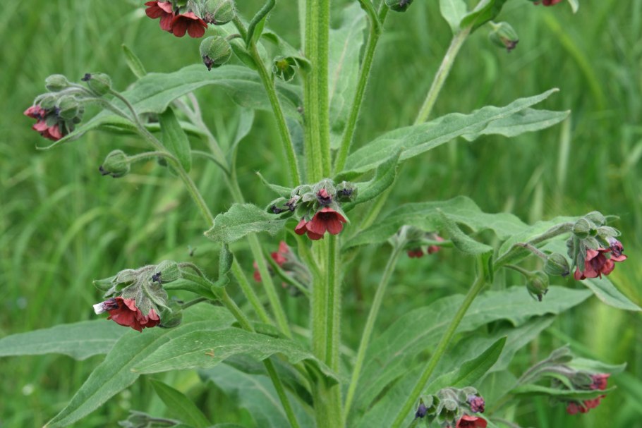 Чернокорень лекарственный от мышей