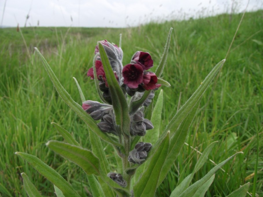 Cynoglossum creticum