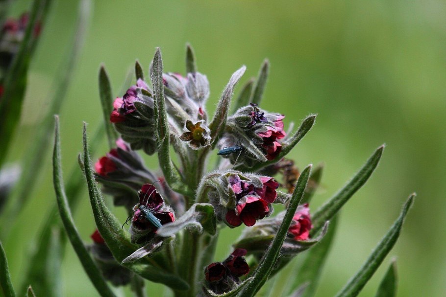 Циноглоссум чернокорень