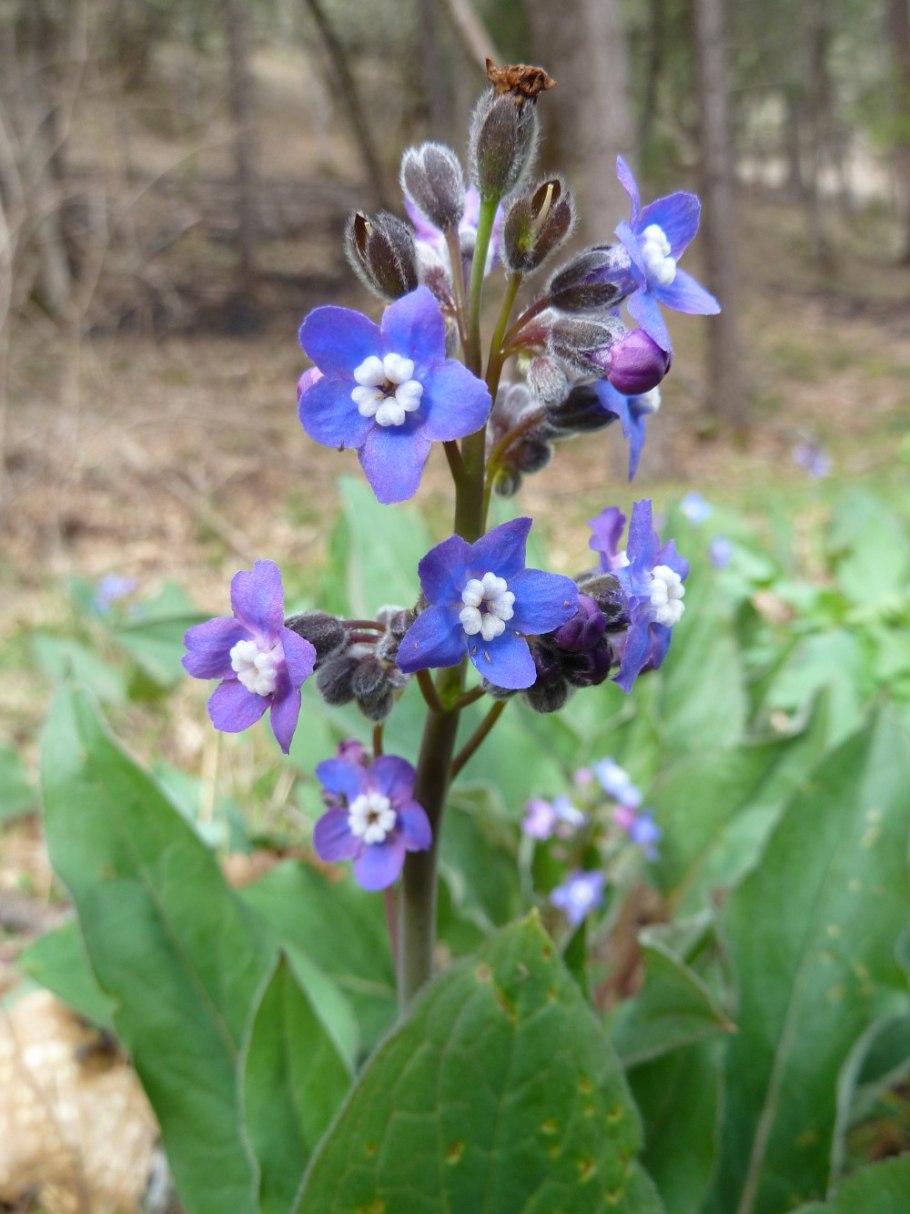 Чернокорень Форгетминот