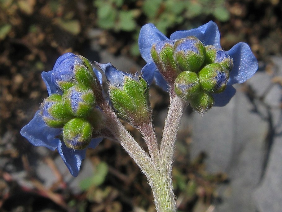 Чернокорень Критский