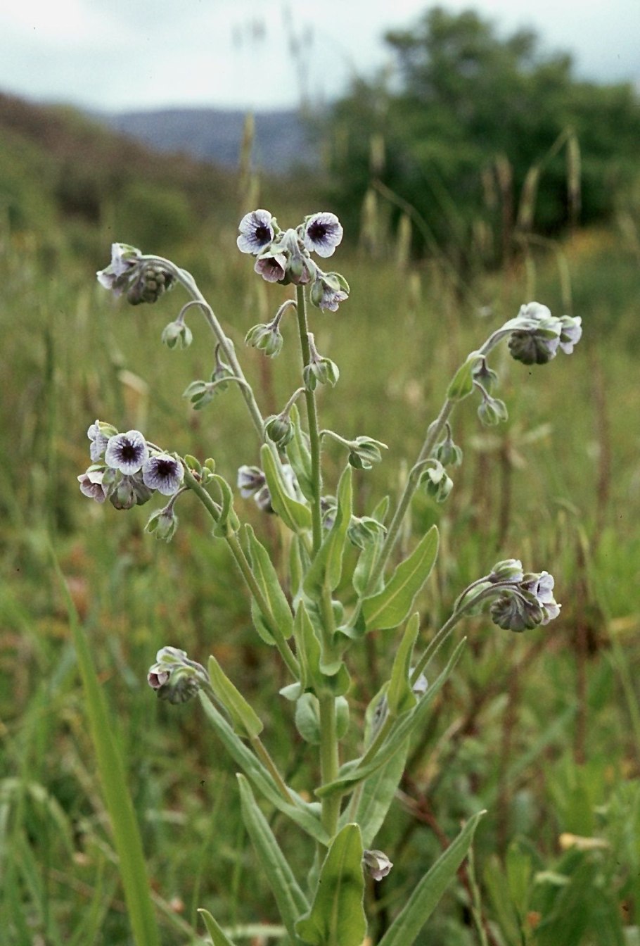 Чернокорень семена