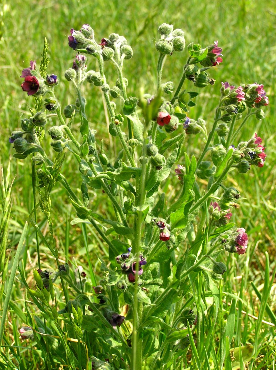 Чернокорень лекарственный рисунок