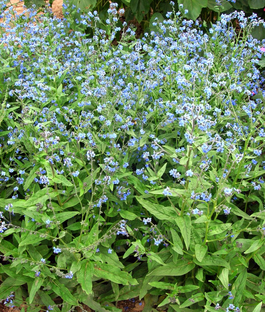 Чернокорень окопник