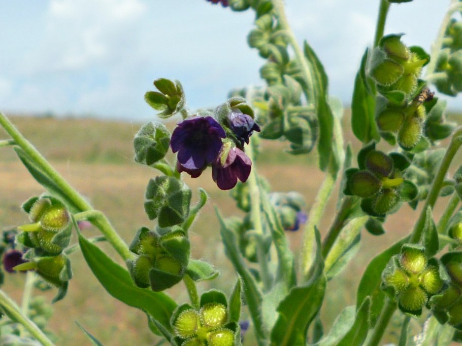 Чернокорень плод