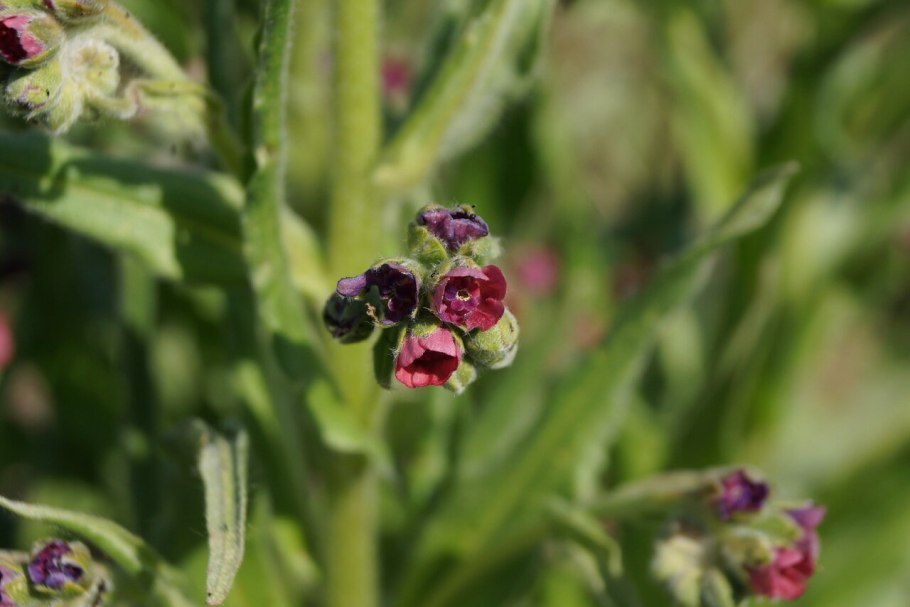 Чернокорень шелковистый