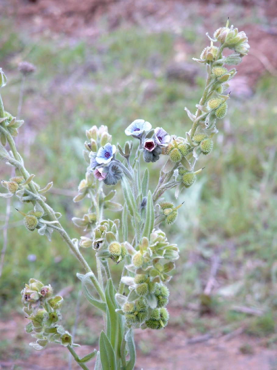 Cynoglossum creticum