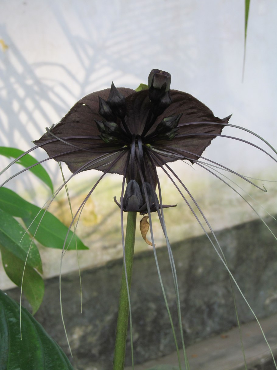Такка Шантрье Tacca chantrieri