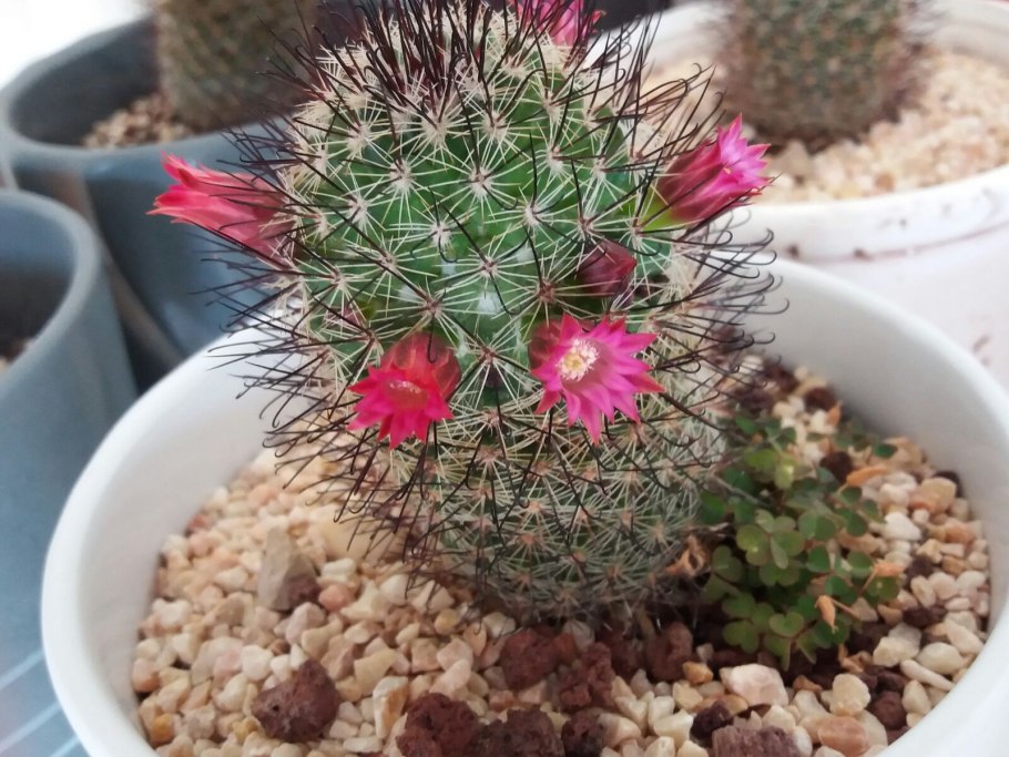 Маммиллярия muehlenpfordtii