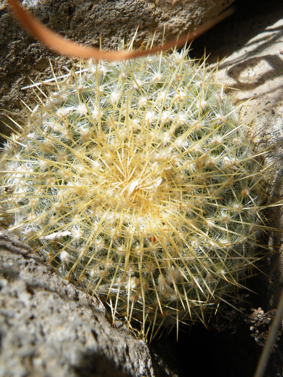 Маммиллярия Толука 12д. 30см