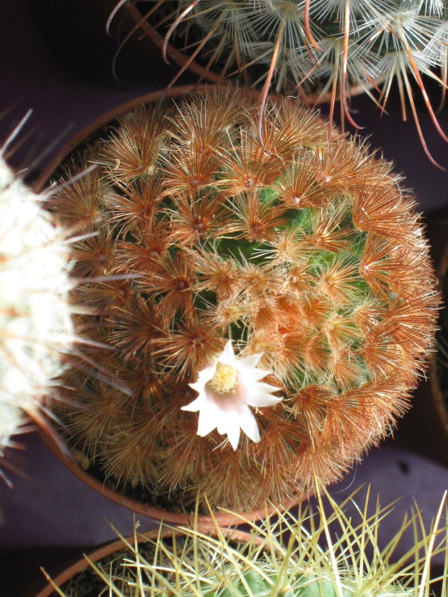 Кактус Mammillaria mystax