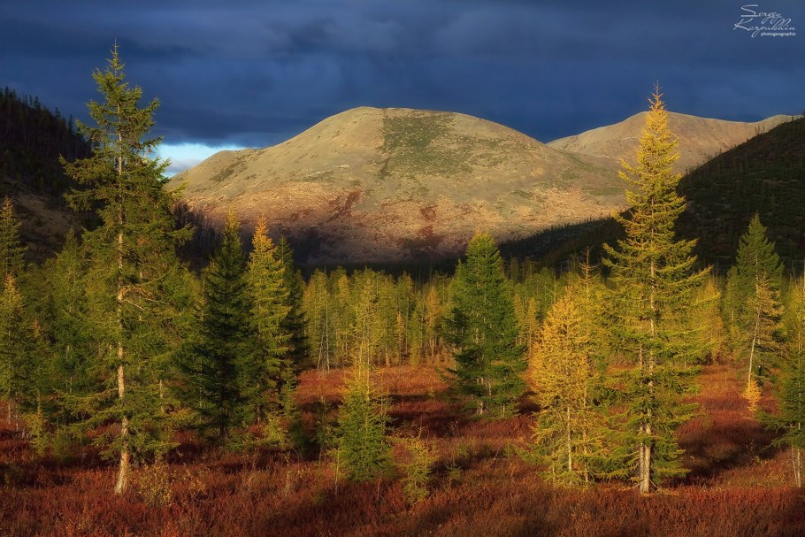 Светлохвойная Тайга Якутия