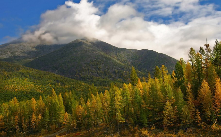 Тайга Ханты Мансийск