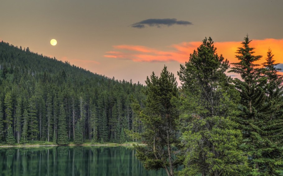 Темнохвойная Пихтовая Тайга Сибирь