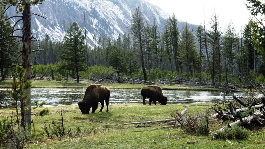 Йеллоустонский национальный парк бизоны