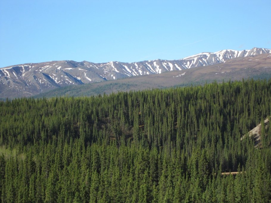 Североамериканская тайга