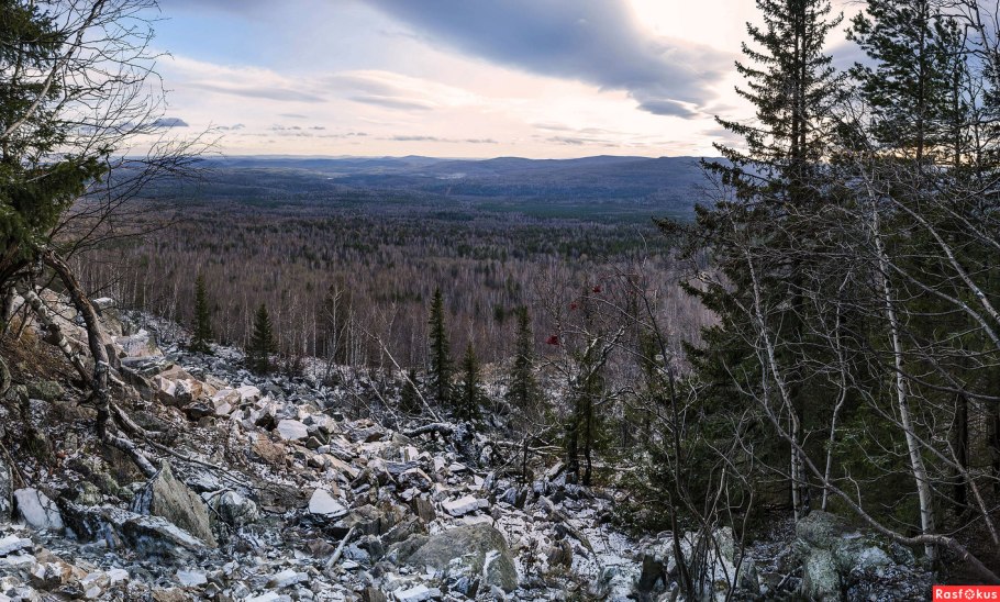 Тайга бореальные леса