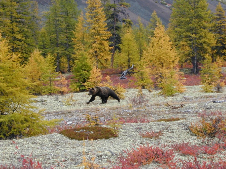 Скалистые горы Тайга