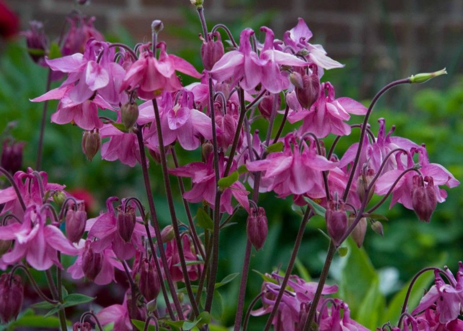 Протея Кинг Цинароидс