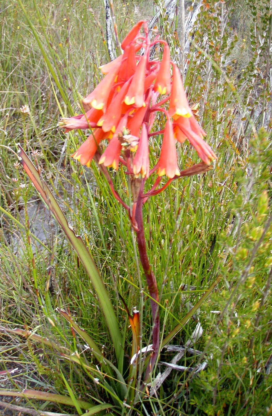 Erica cerinthoides
