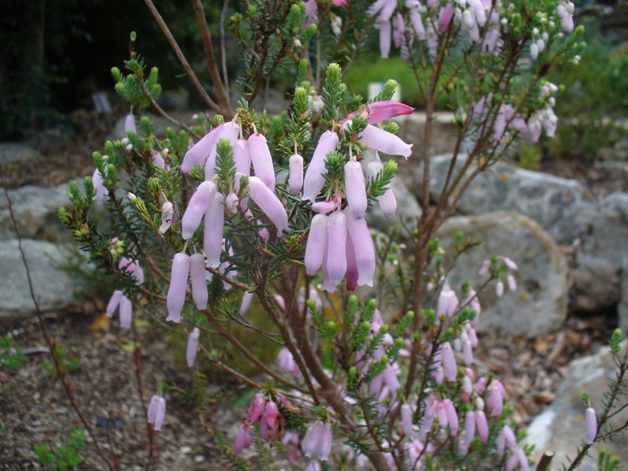 Polystachia holmesiana