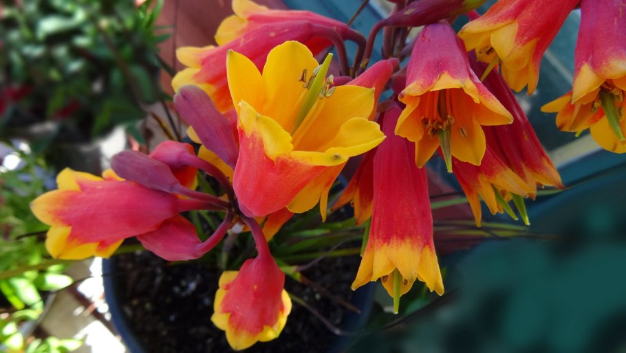 Amsinckia grandiflora