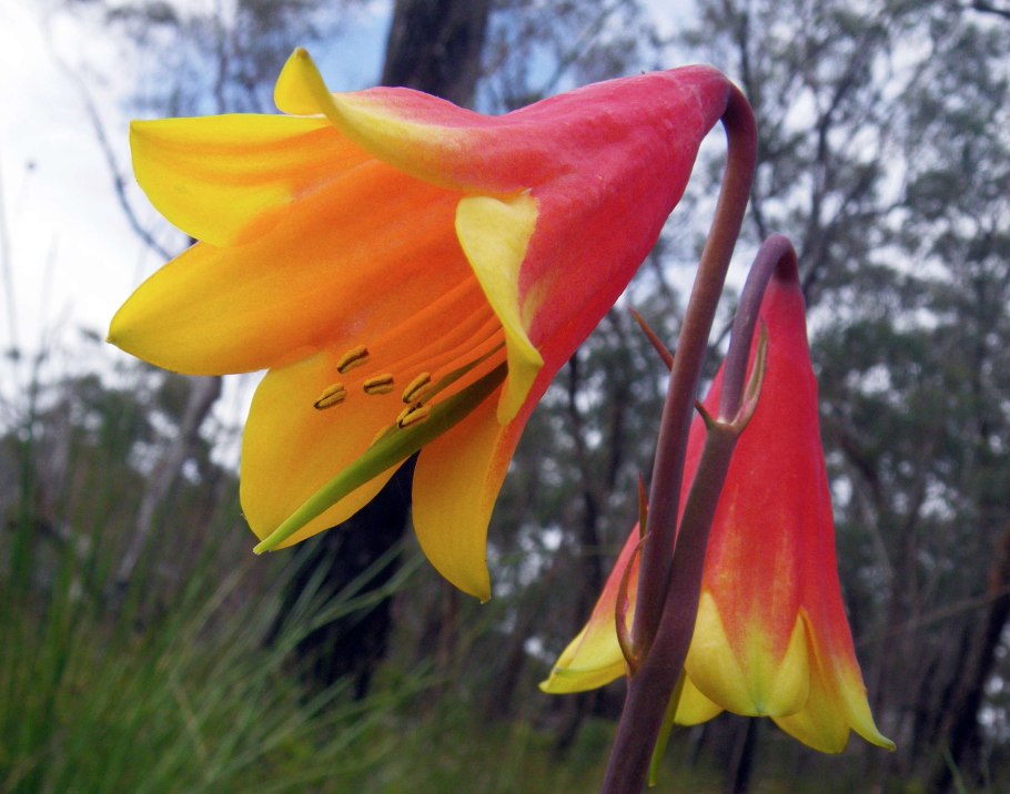 Prodromus Florae Novae Hollandiae et Insulae van Diemen