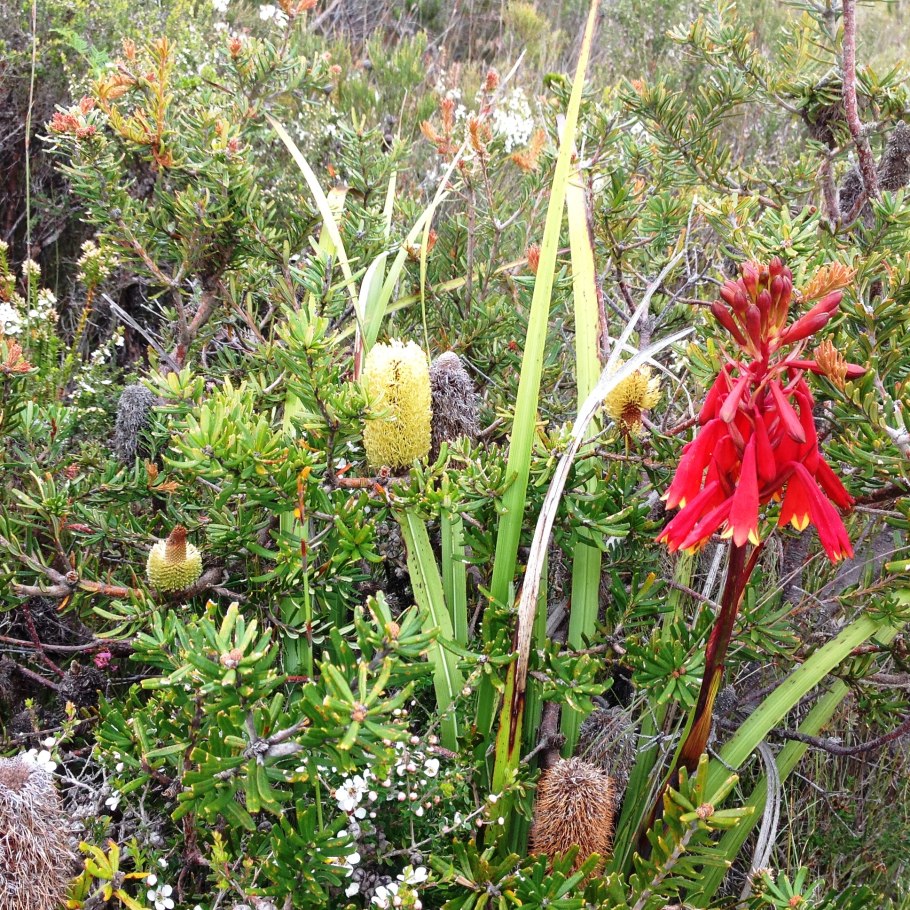 Тиарелла Пинк Скайрокет