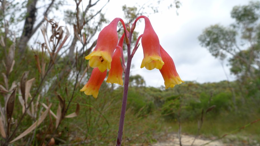Блендфордия растение