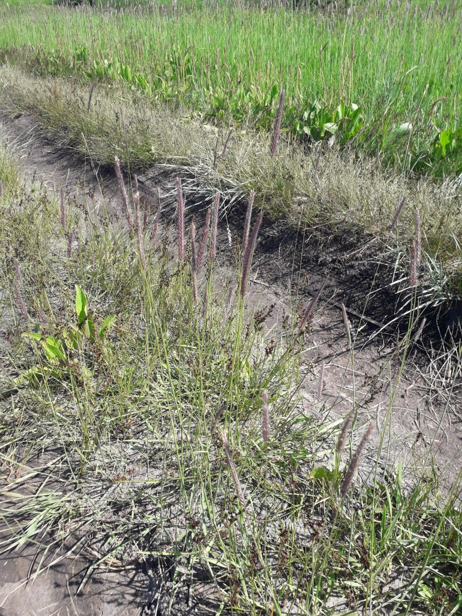 Трава Заячий ячмень