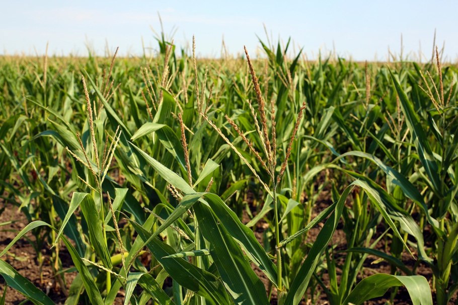 Тритикале солод