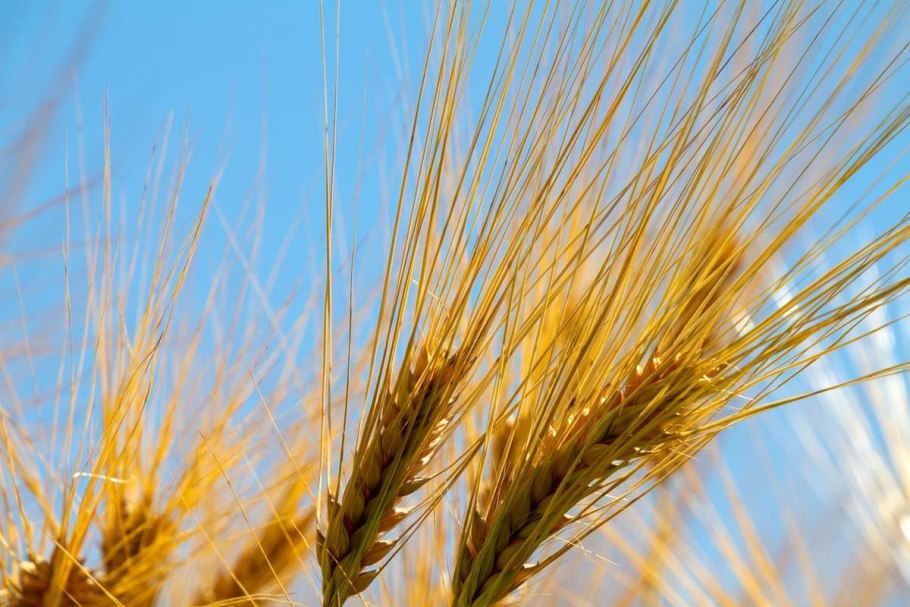 Пшеница Эммер