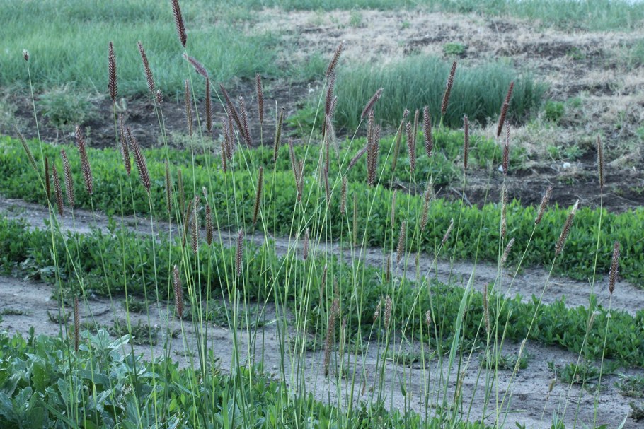 Ячмень короткоостый